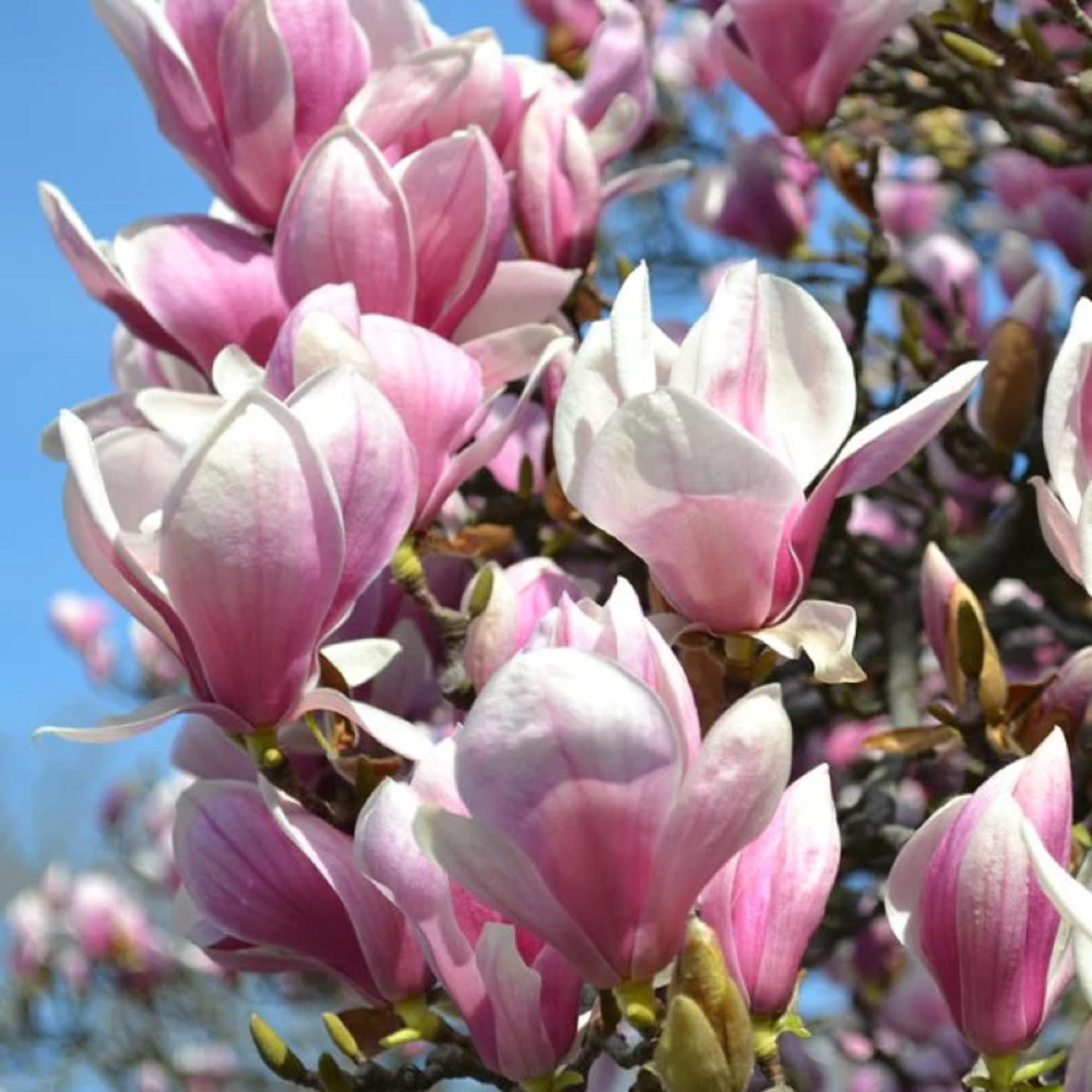 Amazon.com : CHUXAY GARDEN 30 Seeds Magnolia Soulangeana
